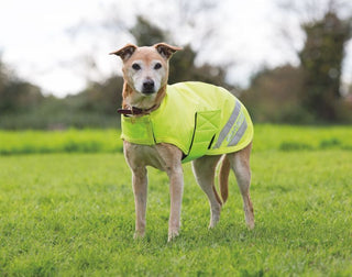 Equi-Flector Dog Coat Yellow