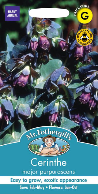 Mr Fothergills Cerinthe Major Purpurascens