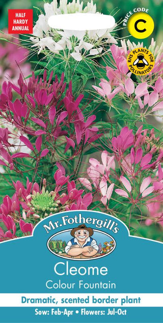 Mr Fothergills Cleome Colour Fountain