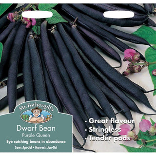 Mr Fothergills Dwarf French Bean Purple Queen