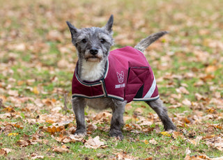 Digby & Fox Waterproof Dog Coat Burgundy