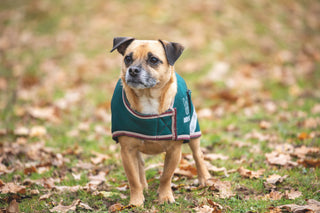 Digby & Fox Waterproof Dog Coat Forest