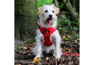 Tartan/Star Reversible Harness