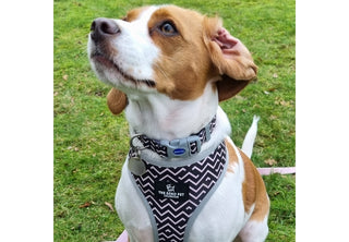 Dalmatian/Zigzag Reversible Harness