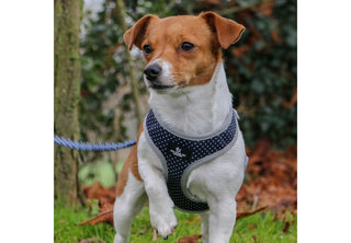 Daisy/Polka Dot  Reversible Harness