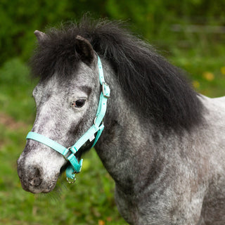 Gallop Foal Nylon Headcollar