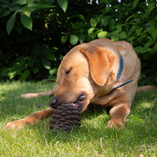 Pine Cone