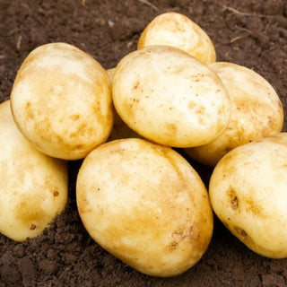 Caledonian Pearl 1st Early Packed Seed Potatoes 2kg