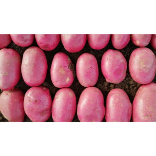 Caledonian Rose Maincrop Seed Potatoes