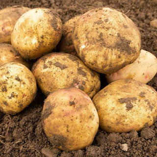 Cara Maincrop Seed Potatoes