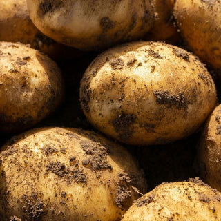 Foremost First Early Seed Potatoes