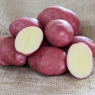 Java Maincrop Seed Potatoes 2kg