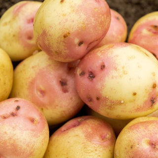 King Edward Maincrop Seed Potatoes