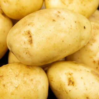 Maris Piper Maincrop Seed Potatoes