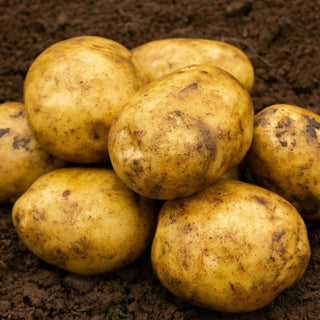 Marfona Second Early Seed Potatoes