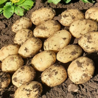 Marvel Maincrop Seed Potatoes 2kg