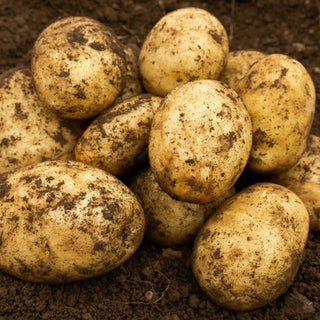 Nadine Second Early Seed Potatoes