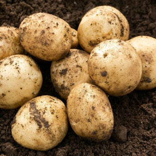 Pentland Javelin First Early Seed Potatoes