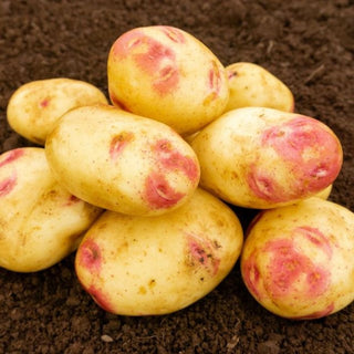 Picasso Maincrop Seed Potatoes 2kg