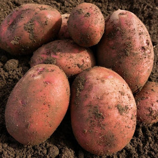 Red Duke of York First Early Seed Potatoes 2kg