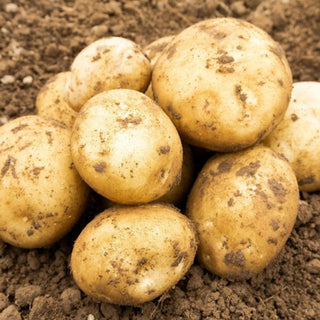 Rocket First Early Seed Potatoes