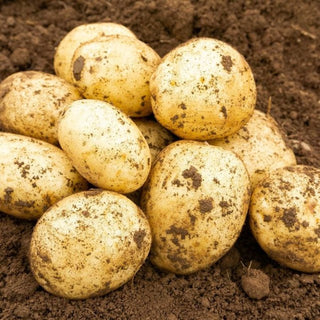 Swift First Early Seed Potatoes