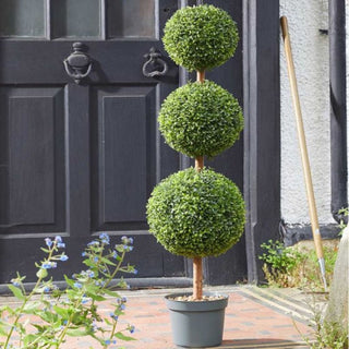 Trio Topiary Tree