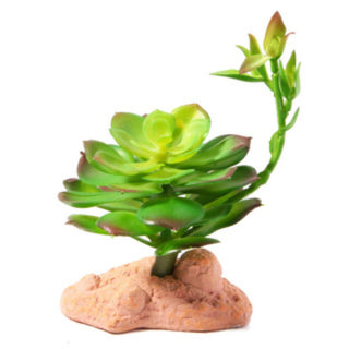 Betta Terra Succulent Plant