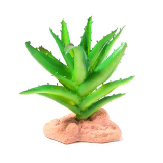 Betta Terra Succulent Plant