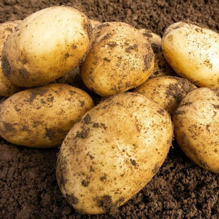 Wilja Second Early Seed Potatoes