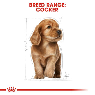 Royal Canin Breed Nutrition Cocker Spaniel Puppy