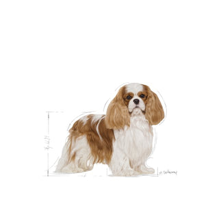 Royal Canin Breed Nutrition Cavalier King Charles Adult