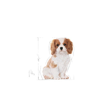 Royal Canin Breed Nutrition Cavalier King Charles Puppy