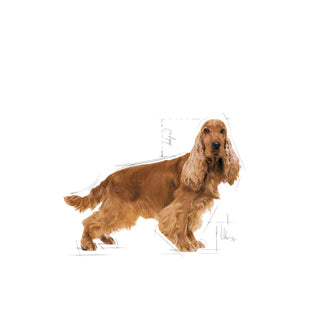 Royal Canin Breed Nutrition Cocker Spaniel Adult