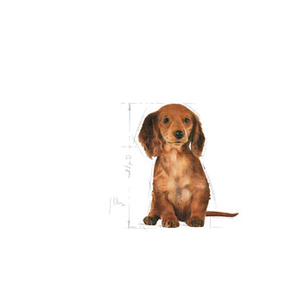 Royal Canin Breed Nutrition Dachshund Puppy