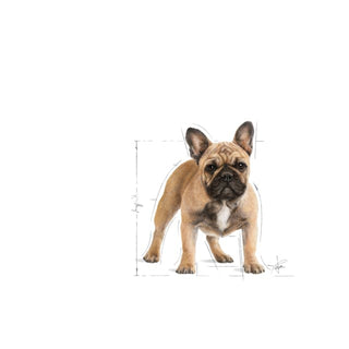 Royal Canin Breed Nutrition French Bulldog Adult