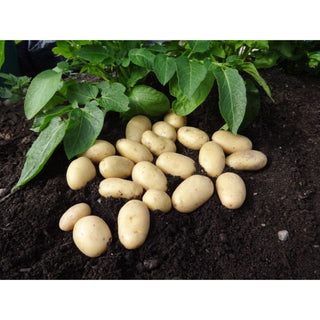 Jazzy Second Early Salad Seed Potatoes