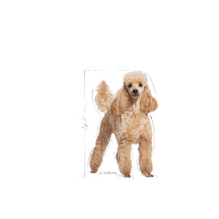 Royal Canin Breed Nutrition Poodle Adult