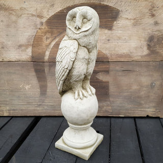 Sparta Barn Owl A