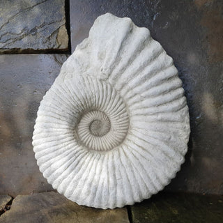 Sparta Ammonite Fossil