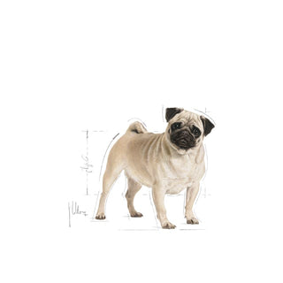 Royal Canin Breed Nutrition Pug Adult