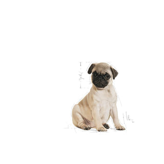 Royal Canin Breed Nutrition Pug Puppy