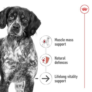 Royal Canin Size Health Nutrition Medium Ageing 10+