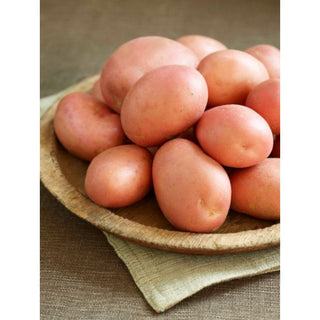 Albert Bartlett Rooster Seed Potato 2kg